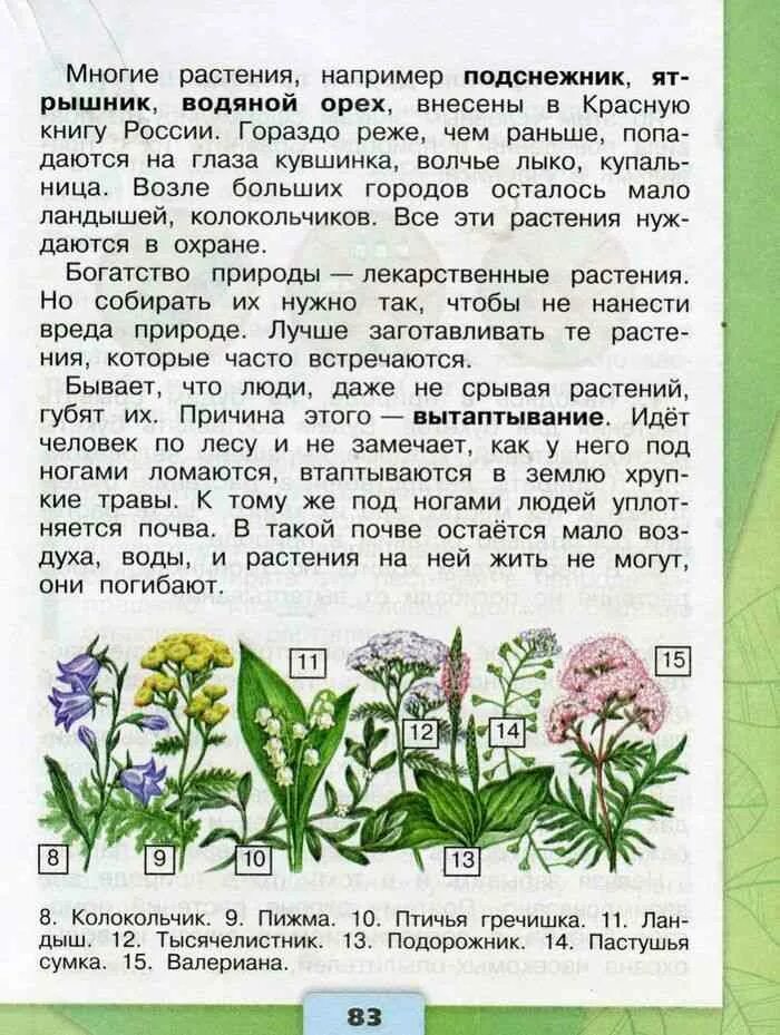 Как выглядит птичья гречишка тысячелистник пустырник. Птичья гречишка тысячелистник пустырник. птичья гречишка зеленые страницы. птичья гречишка тысячелистник. зелёные страницы 2 класс птичья гречишка.