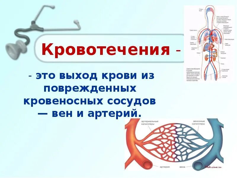 кровеносная система человека. гемостаз гематология. газы в кровеносных сосудах. большой круг кровообращения венозная кровь. сердечно сосудистая система большой и малый круг кровообращения.