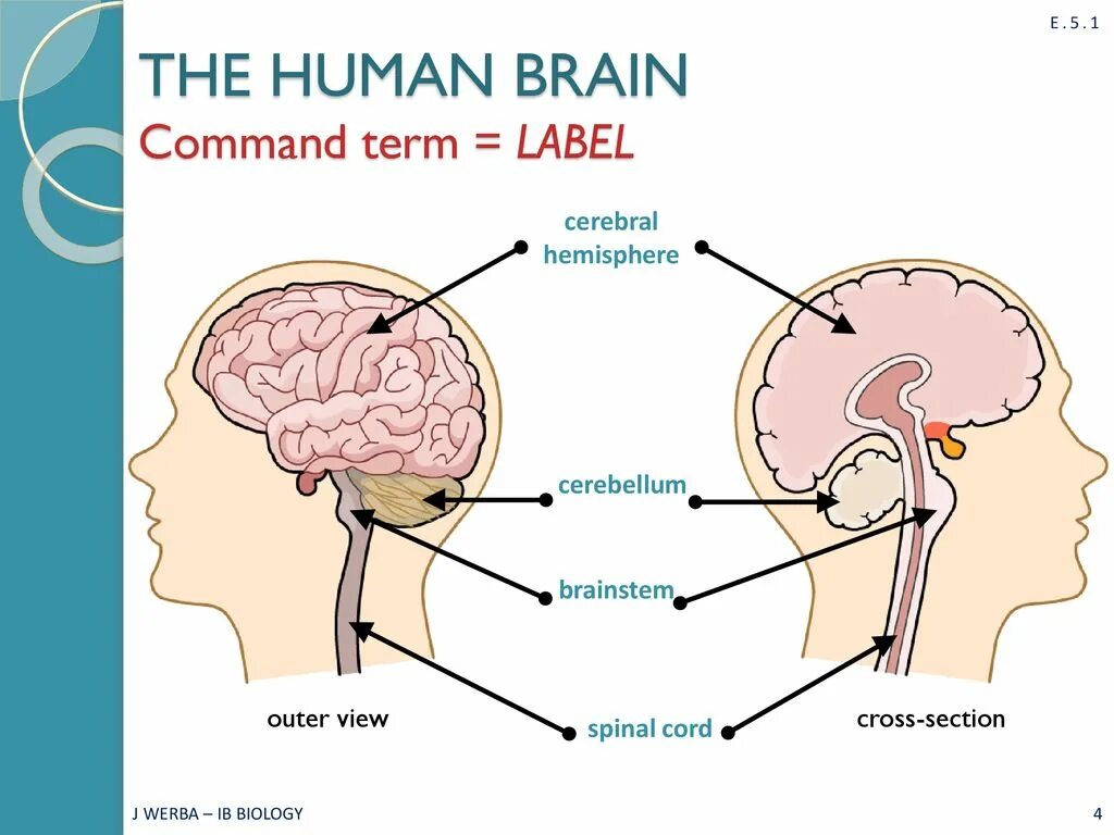 Capabilities of the human brain. What is brain. human brain project презентация.