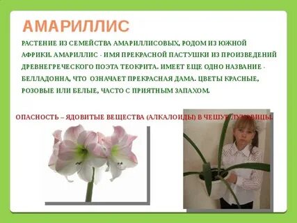 Значение цветов амариллис