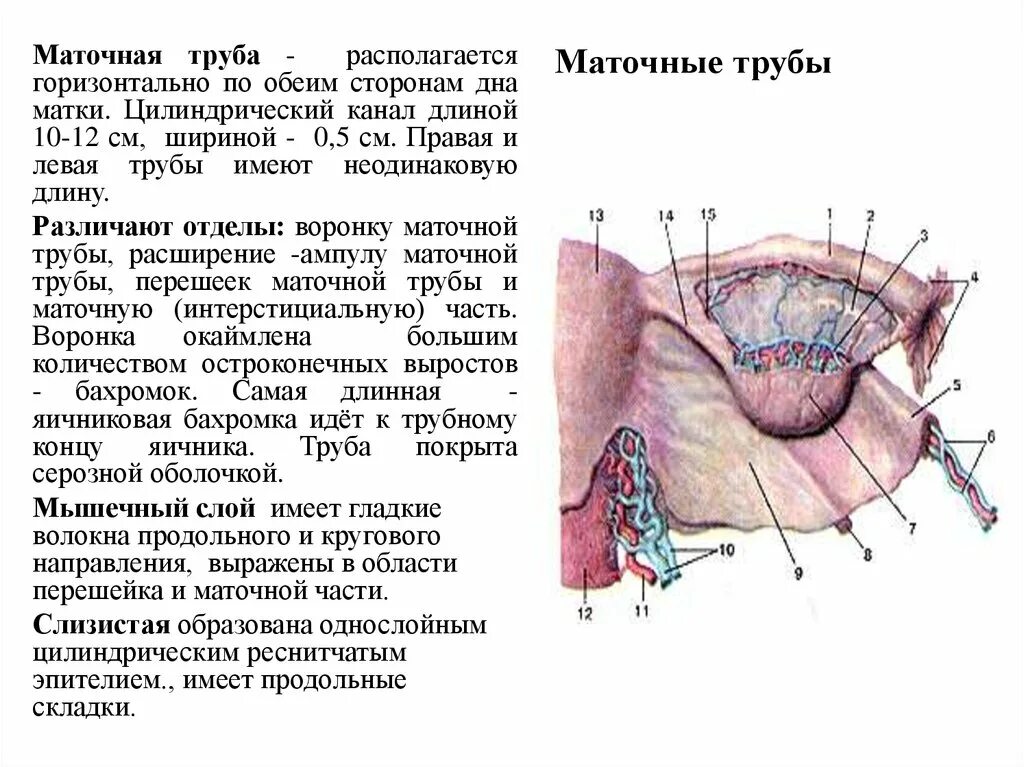 Топография маточной трубы анатомия. Матка топография строение. Матка, маточные трубы, топография, строение, функции.. Брюшное отверстие маточной трубы анатомия.
