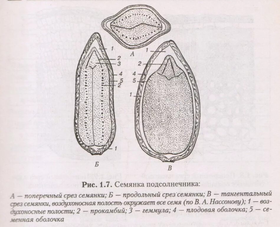 Строение семени яблони тыквы и подсолнечника. Плод семянка строение. Строение семянки подсолнечника. Строение зародыша подсолнечника.