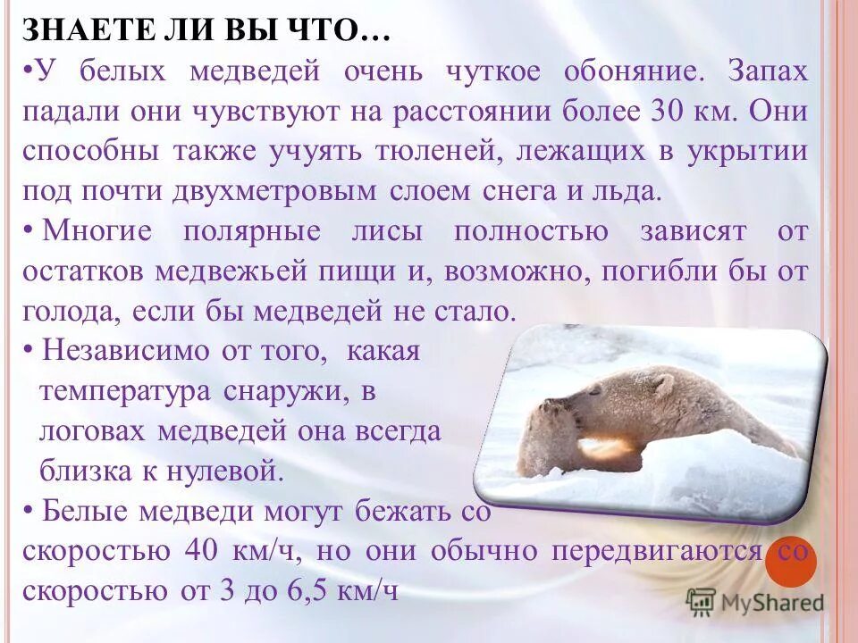 белый медведь быстро бегает обладает чутким слухом. самый безопасный медведь. скорость бега белого медведя. белый медведь с рыбой. белый медведь бежит.