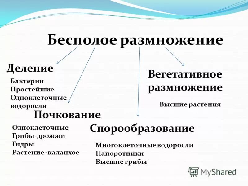 Отличия бесполого размножения. Бесполое размножение организмов кратко. Способы бесполого размножения кратко. Бесполое размножение что к ним относится. Деление способ бесполого размножения.