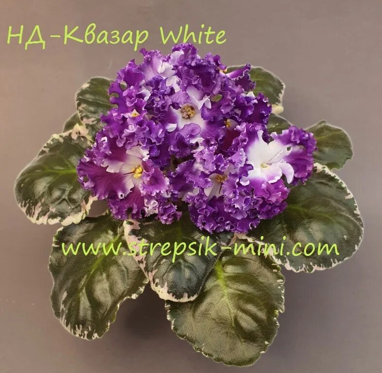 Нд-квазар. Фиалка emerald lace. Сорт фиалки квазар. Фиалка тортуга white. Сорт фиалки квазар.