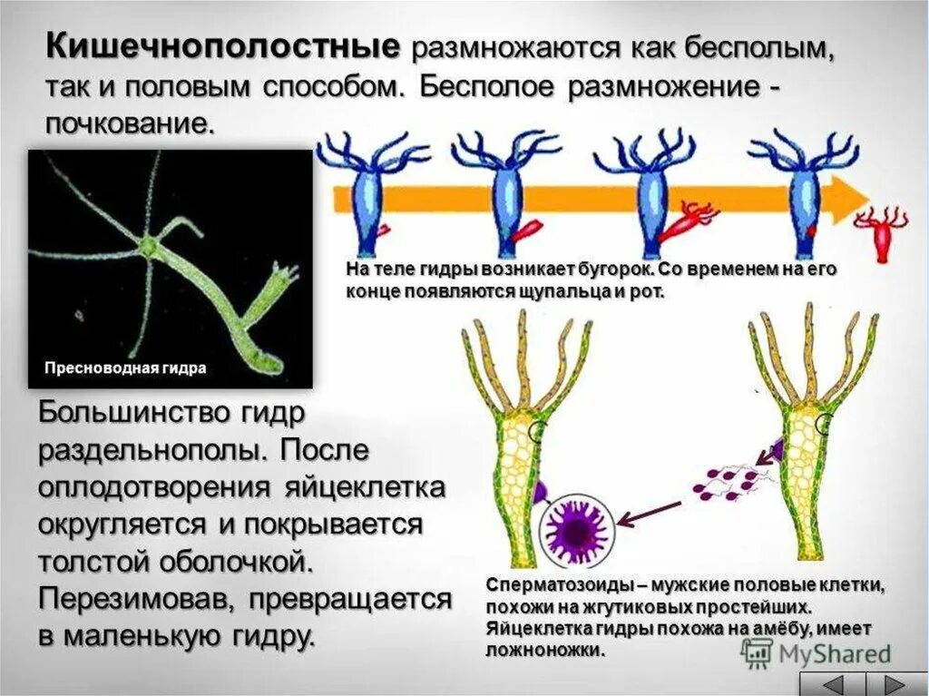 Является бесполым поколением. Бесполое размножение гидры пресноводной. Строение гидры Кишечнополостные. Тип Кишечнополостные строение гидры. Почкование пресноводной гидры.