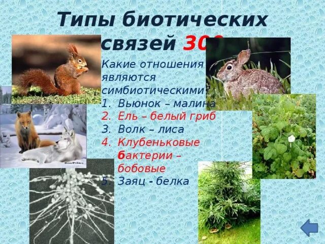 Отношения между волком и зайцем. Отношения между волком и зайцем