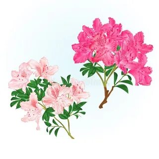 Его логотип цветок рододендрона