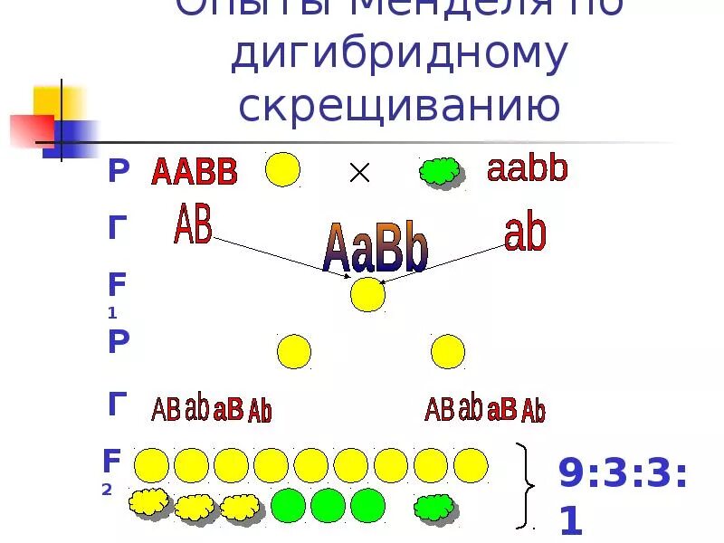 Первый и второй закон Менделя схема. 3 Закон Менделя кратко. Цитологические основы дигибридного скрещивания 10 класс. Дигибридное скрещивание опыт Менделя. Aabb aabb полное доминирование