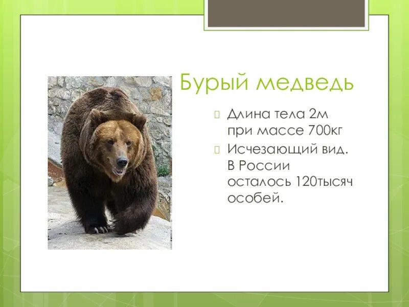 Приспособления бурого медведя. Медведь кадьяк и белый медведь. Медведь красная книга. Бурый медведь красная книга. Описание медведя.