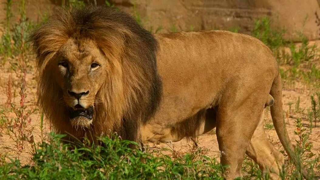 Asiatic lion Gir forest Shree Rajyash Holidays Mumbai - YouTube