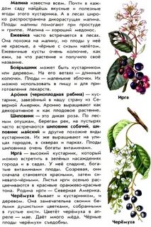 Кустарники 2 класс окружающий мир рабочая