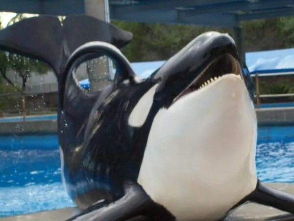 Orca profiles