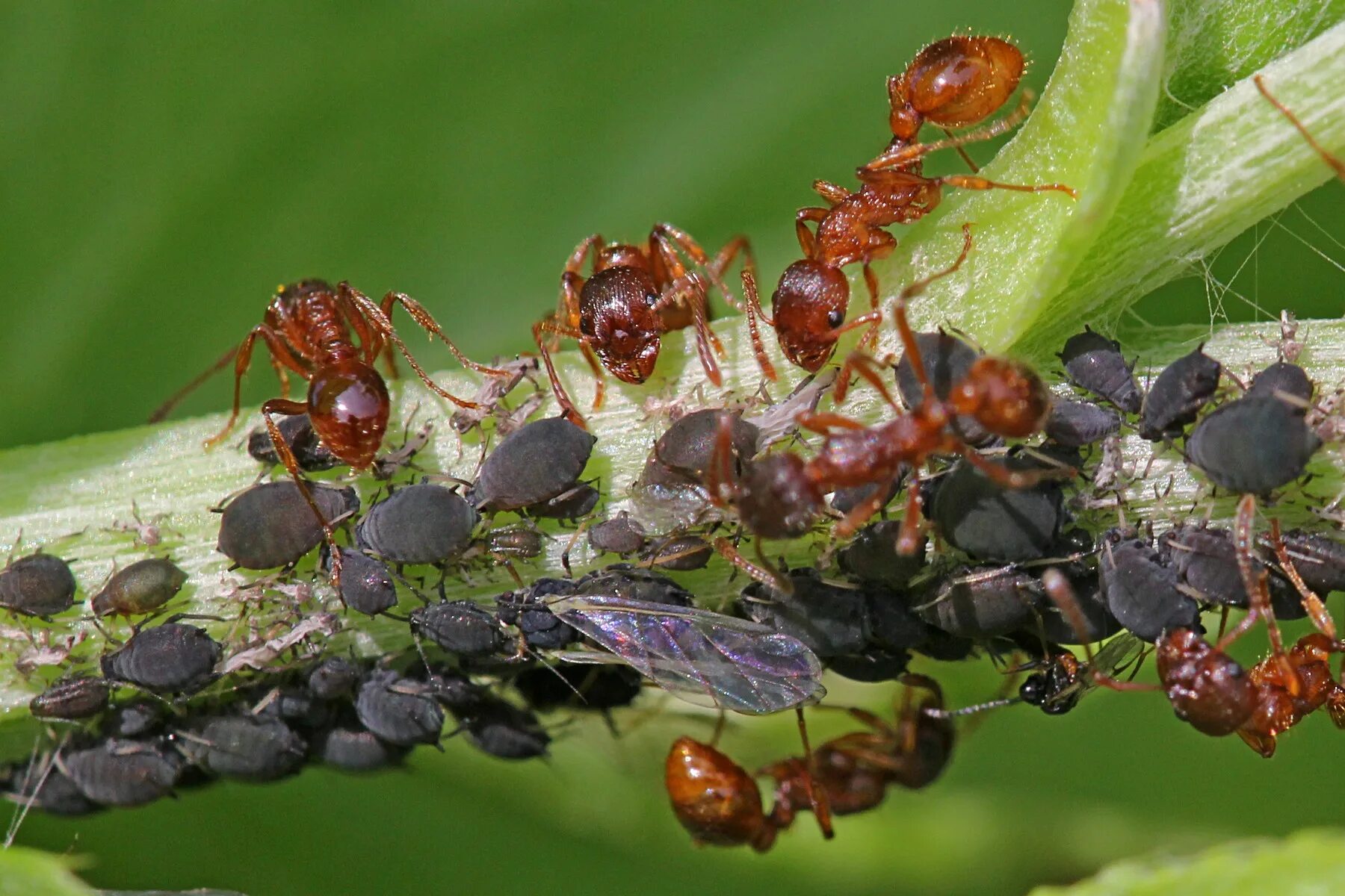 Рыжий муравей питание. Свекловичная тля. Myrmica rubra. Тля и муравьи. Свекловичная листовая тля.