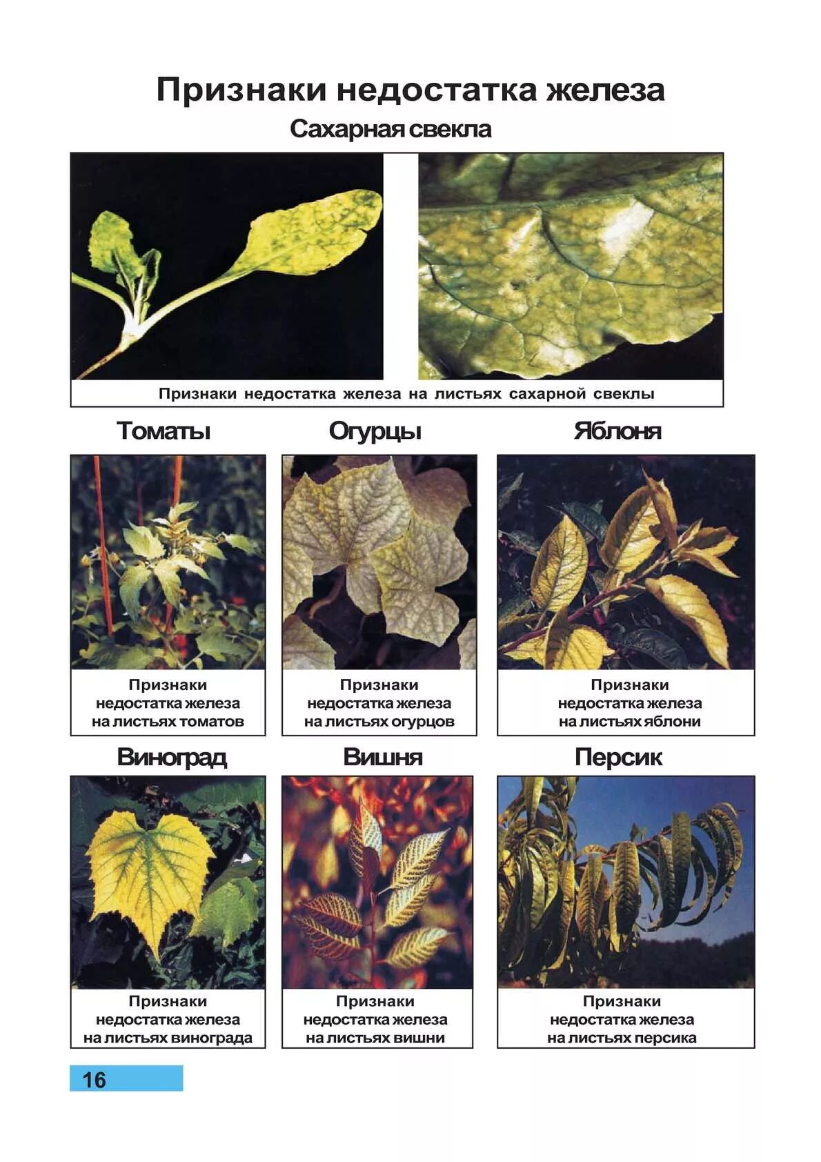 Таблица томатов листа нехватки микроэлементов. Нехватка микроэлементов у растений по листьям таблица. Нехватка элементов у растений признаки по листу. Признаки недостатка железа у растений. Определение болезней растений