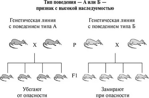 Поведение типа б