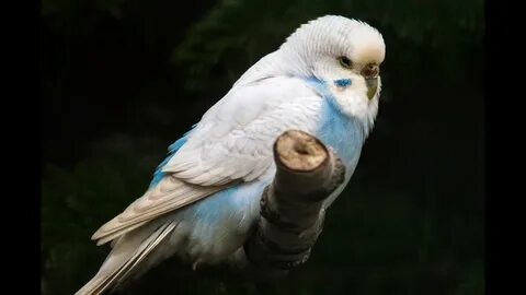 Попугай во сне