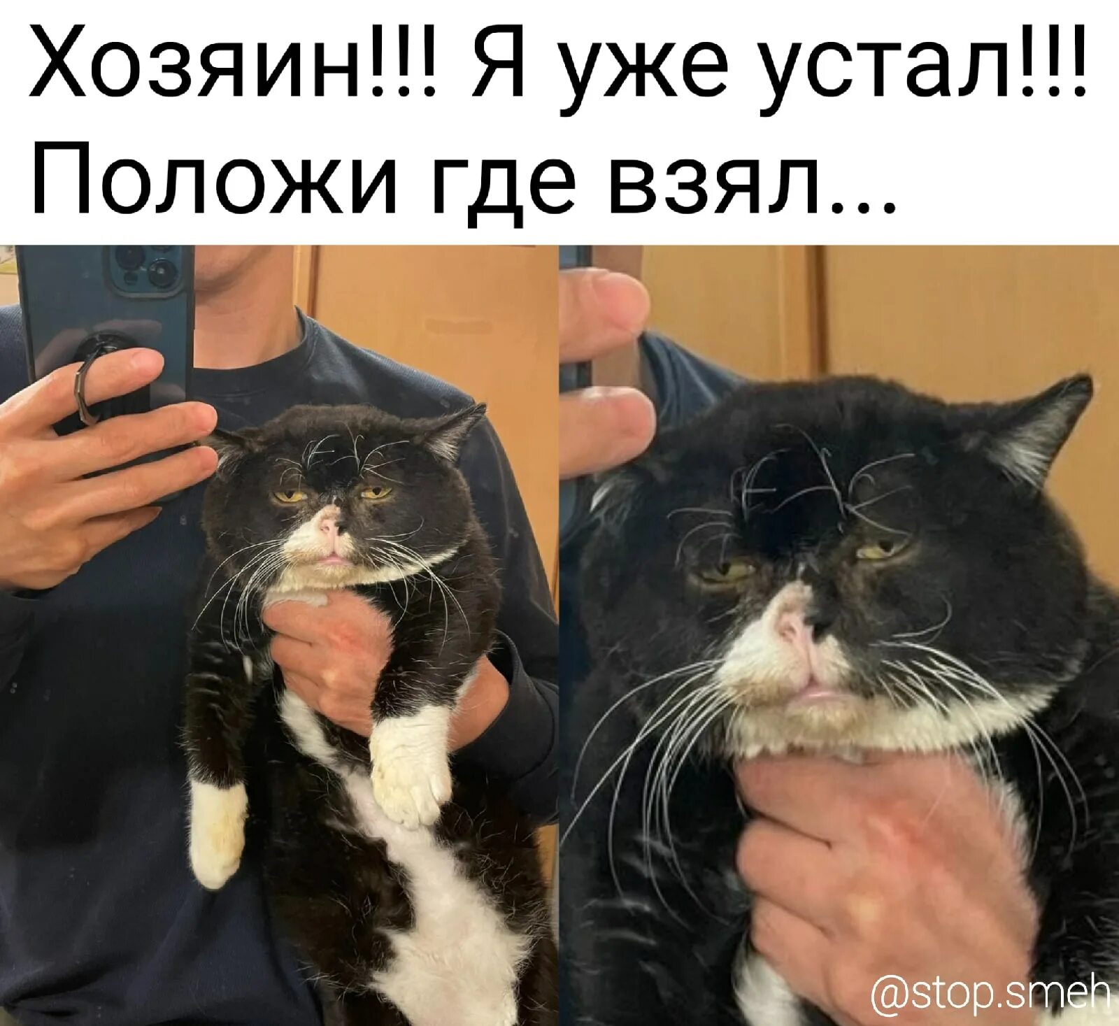 Как сделать видео мем с котами. Кот селфи. кот селфи мем. кот василий селфи. 2 кота селфи.