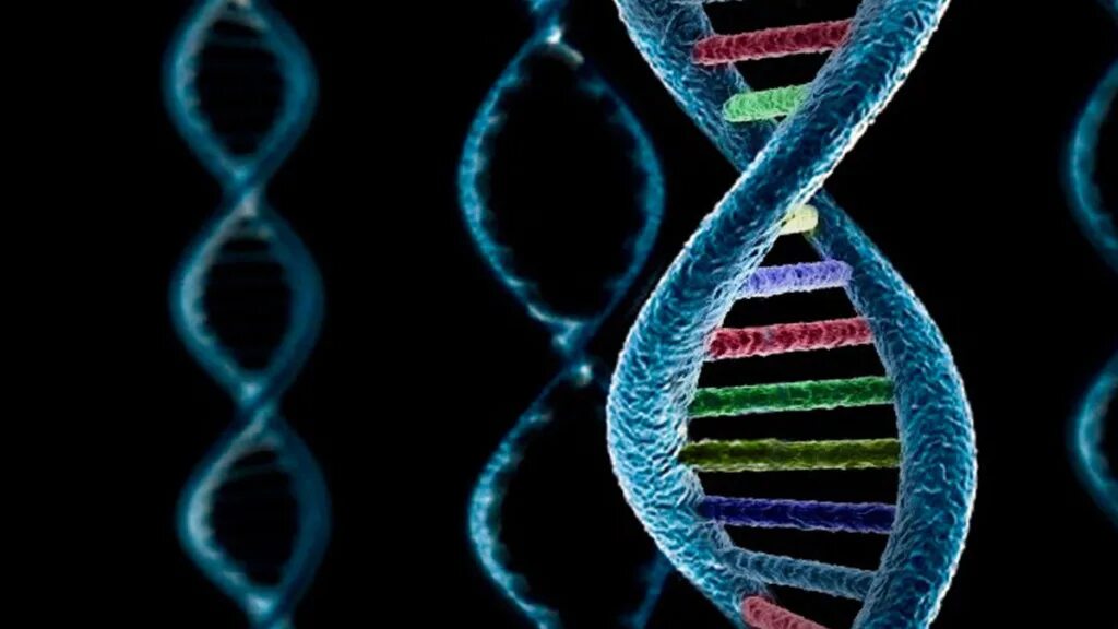 Образование новой днк. ДНК ген геном генотип. Дезоксирибонуклеиновая кислота ДНК. Молекула ДНК. Человеческая ДНК.
