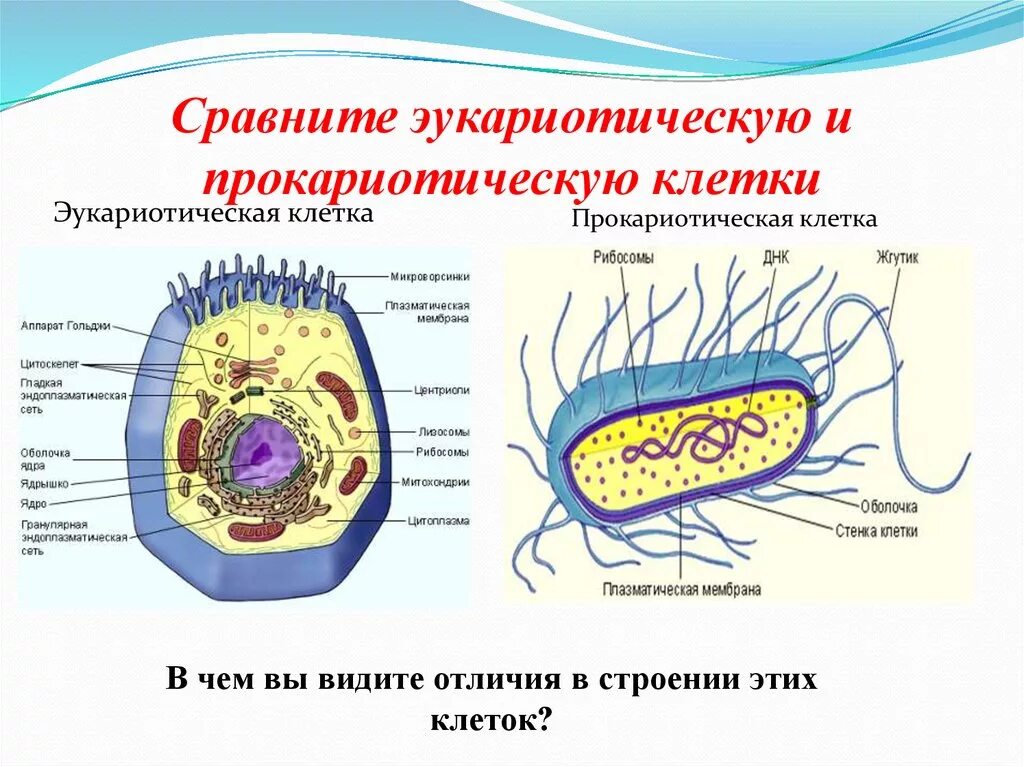 Прокариоты где. Сравнение прокариотической и эукариотической клетки рисунок. Строение прокариотической клетки грибов. Строение эукариот эукариоты клеток. Строение прокариотических клеток.