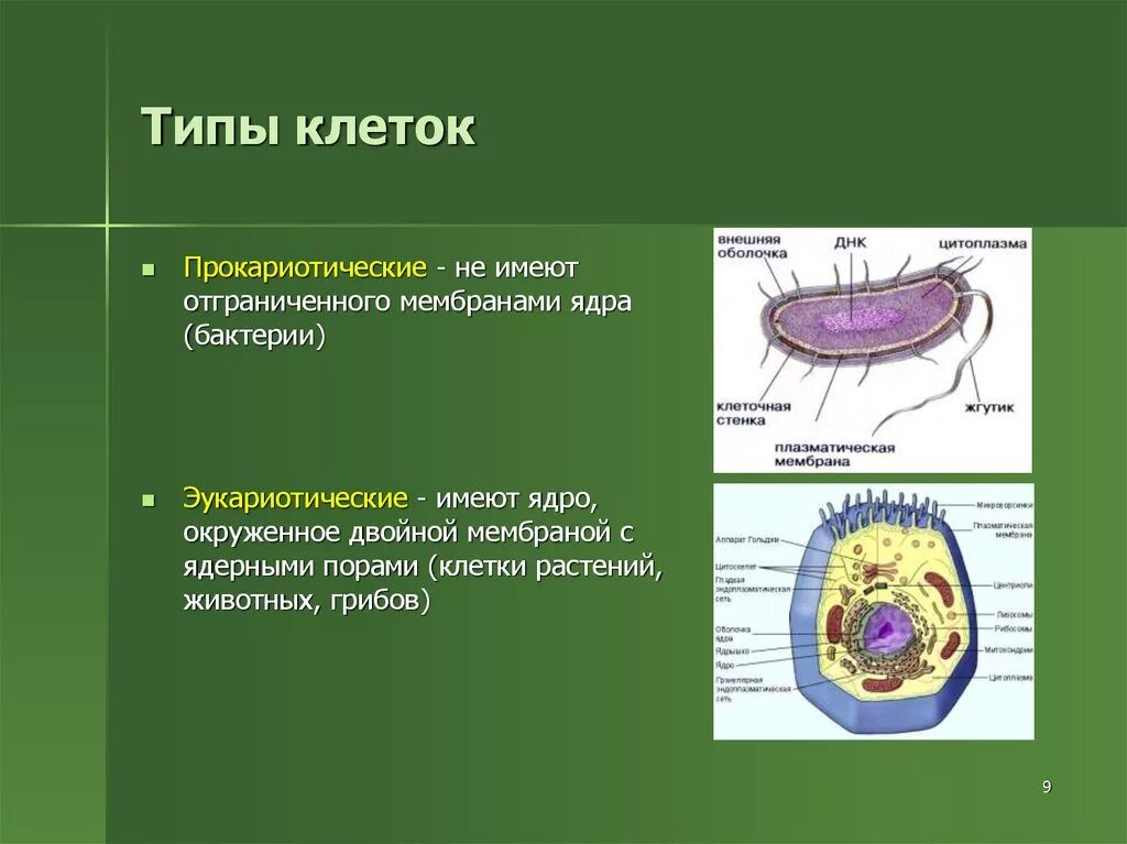 Клетка имеет. Типа клеточкам. Типы клеток. Тыпы клетки. Клетки прокариотического типа.