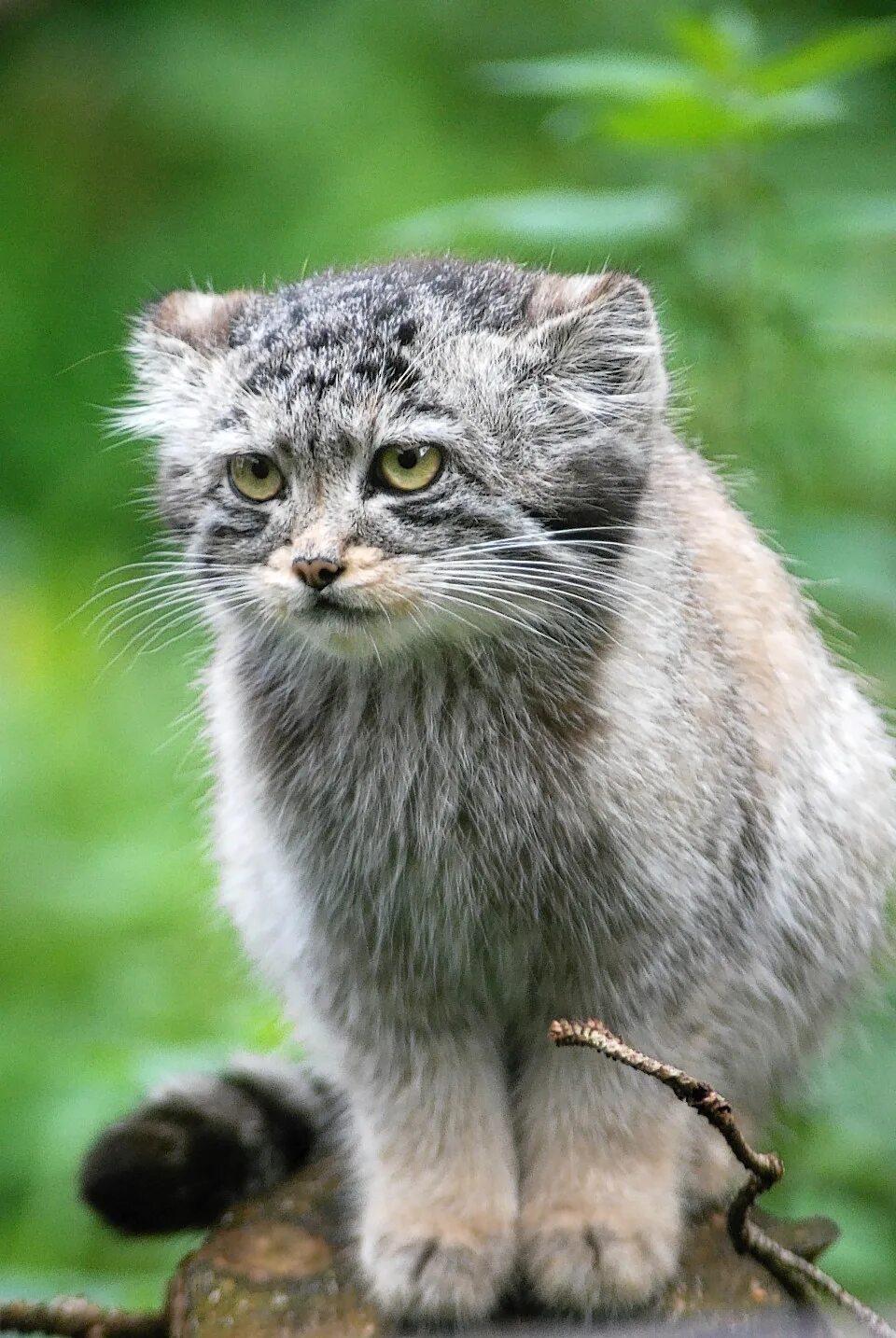 Дикий лесной кот манул. Рысь и кот манул. Манул (палласов кот). Кот похожий на манула. Дикий кот манул котята.