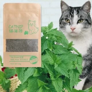 Можно ли котятам кошачью мяту
