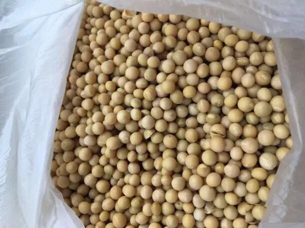 Соя полножирная. Фото соя и нахоя. Соевая оптом. Соевая оптом. Соя дробленая.