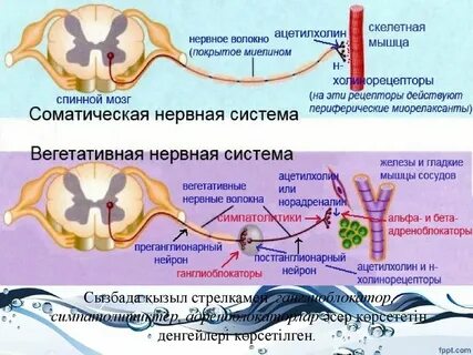 Работу чего регулирует соматическая нервная система
