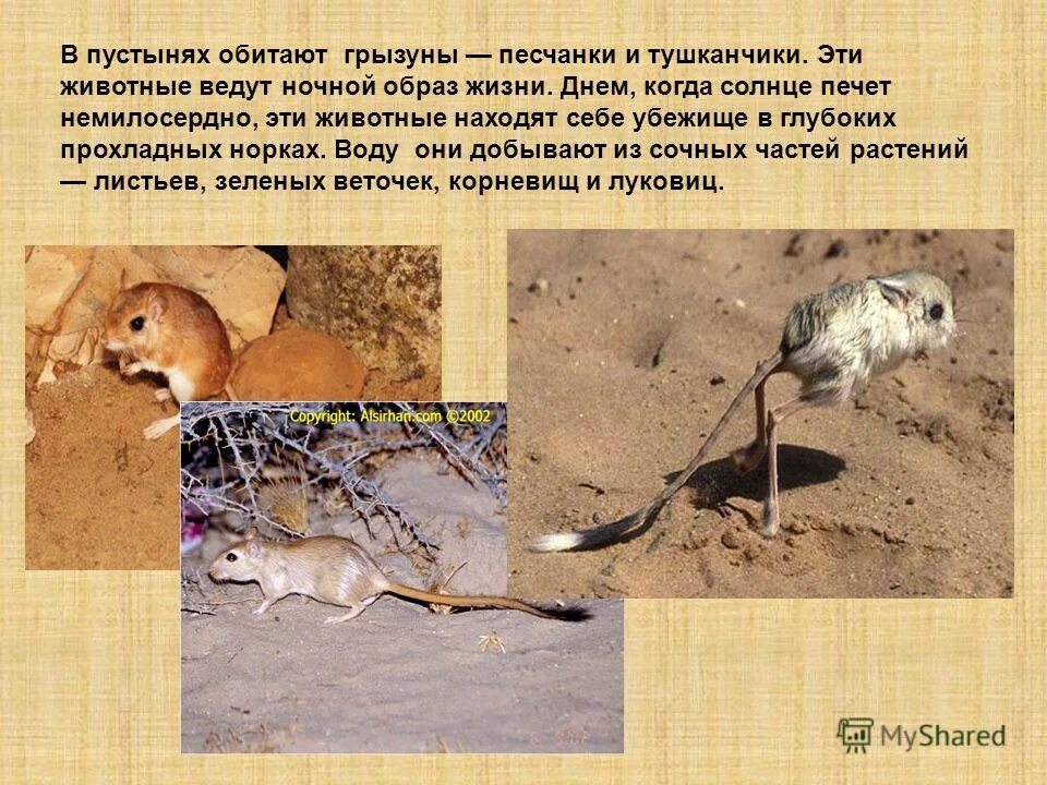 Животные пустыни информация. Паспорт обитателя пустыни тушканчик. доклад про тушканчика. интересные факты о животных пустынь. животные пустыни ведут образ жизни.