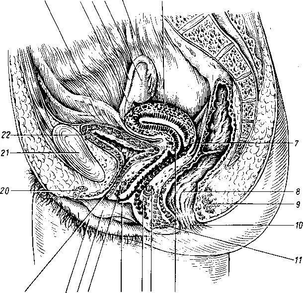 Строение органов таза у женщины. Анатомия строение органов малого таза. Женский таз сагиттальный разрез анатомия. Ход брюшины на сагиттальном разрезе схема. Женские разрезы.