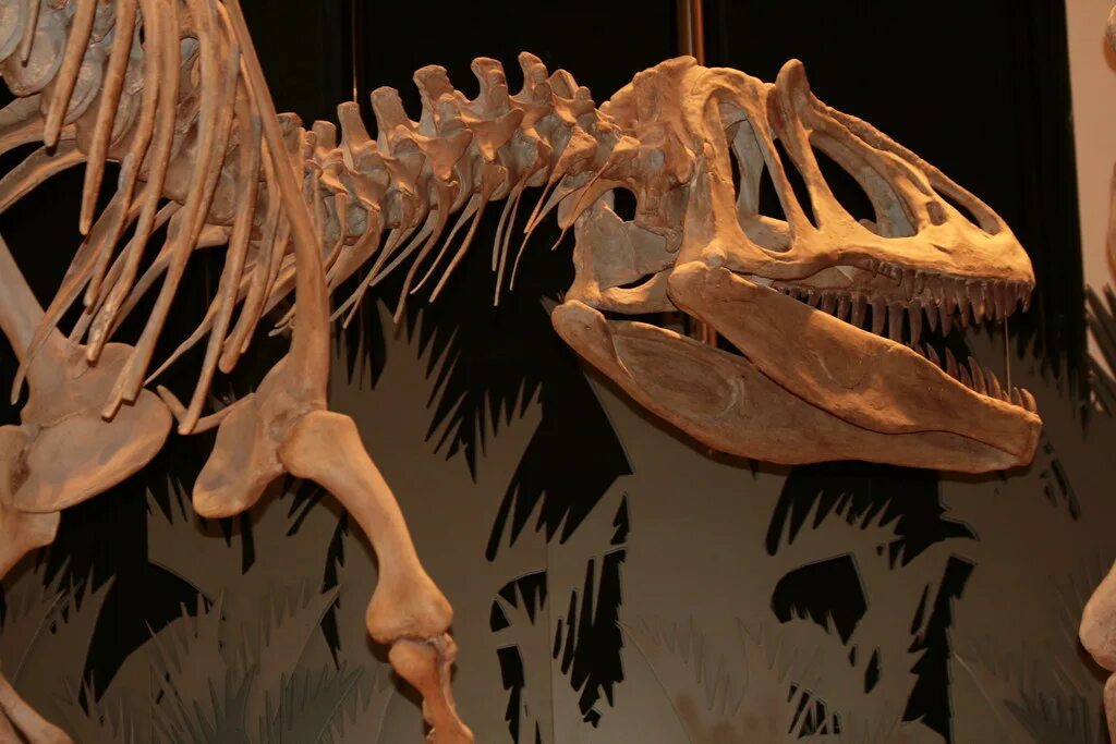 Заурофаганакс. Saurophaganax Maximus. Заурофаганакс скелет. Заурофаганакс Планета динозавров.