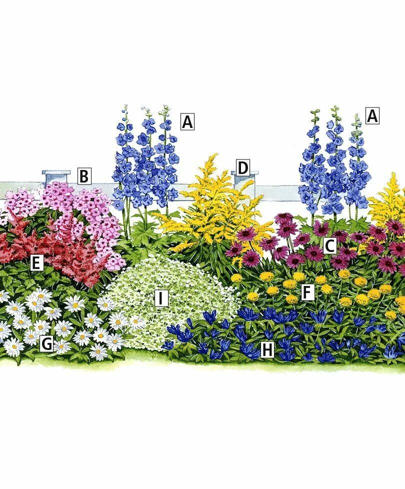 Клумбы миксбордеры непрерывного цветения. Миксбордер непрерывного цветения многолетников. Миксбордеры из многолетников и однолетников. Миксбордер рабатка Люпин Флокс. Клумба из многолетников для начинающих непрерывного цветения