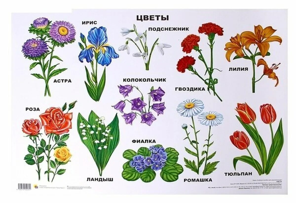 Рисунки цветов с названиями. Полевые и садовые цветы. цветы с названиями для детей. полевые цветы названия. разные цветы для детей.