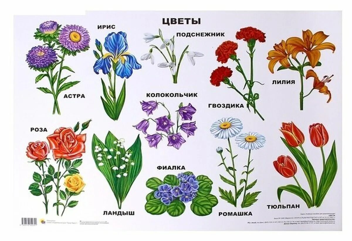 Ознакомление с окружающим миром цветы. Полевые и садовые цветы. Цветы с названиями для детей. Полевые цветы названия. Разные цветы для детей.