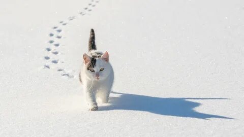Воскресенье снег