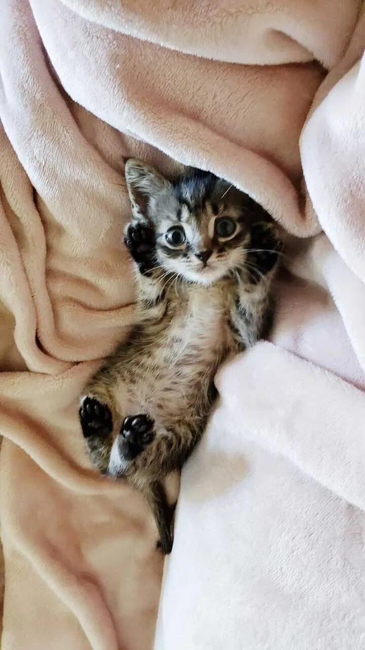 Кош ка. Кошки маленькие. маленькие котятки. маленькие миленькие котята. самые милые котики в мире.