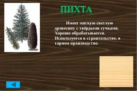 Свойства пихты