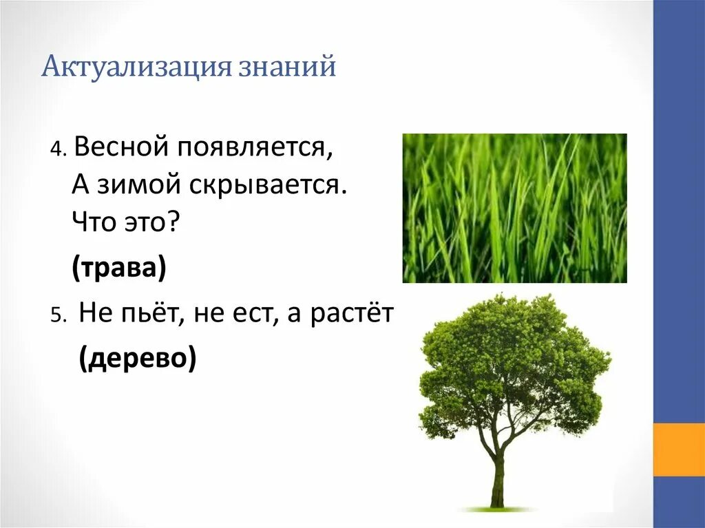 Какие бывают ботанические науки 6 класс. Наука ботаника презентация. Наука ботаника презентация для дошкольников. Ботаника наука о растениях. Какая есть наука о растениях.