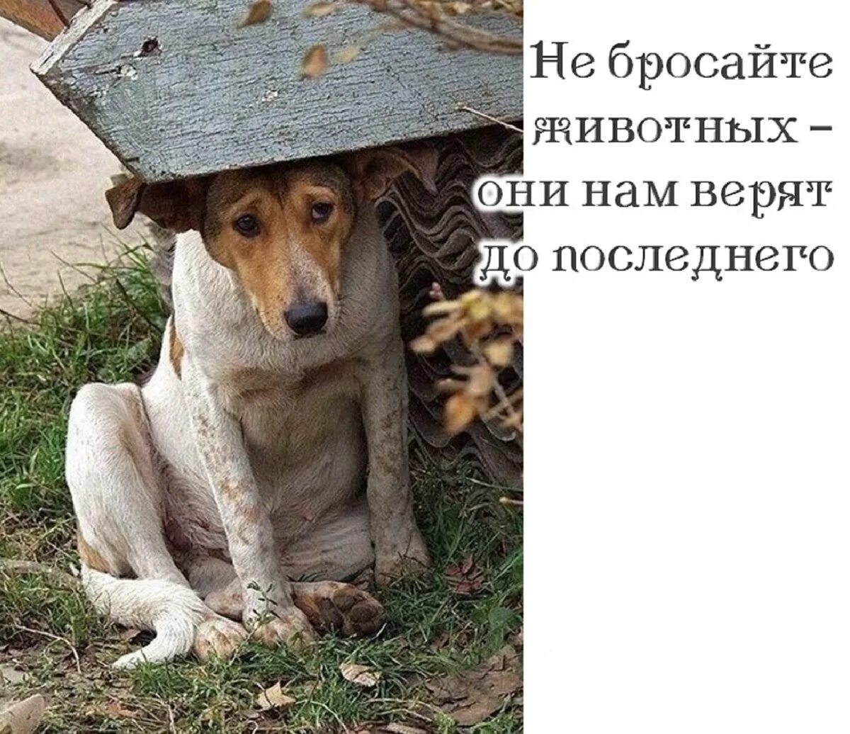 Стихи о собачьей верности. Стих про собаку которая. Стихотворение про собаку. Стишки про собак. Стих про собаку которая.