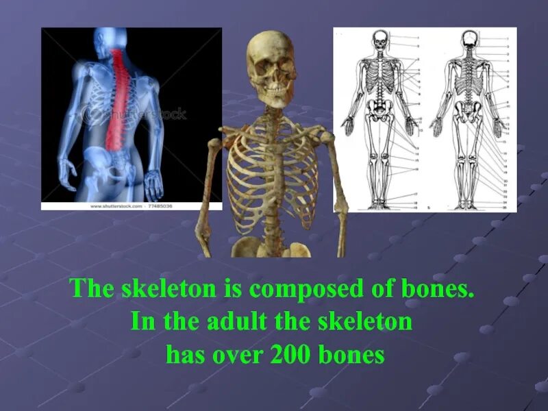 The skeleton is composed of bones