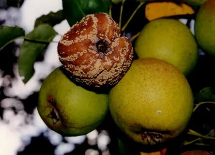 Bore fruit