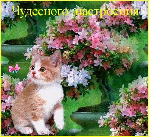 Котенок хорошего настроения. Прекрасного дня с животными. Чудесного дня с кошками. Котенок с цветами.