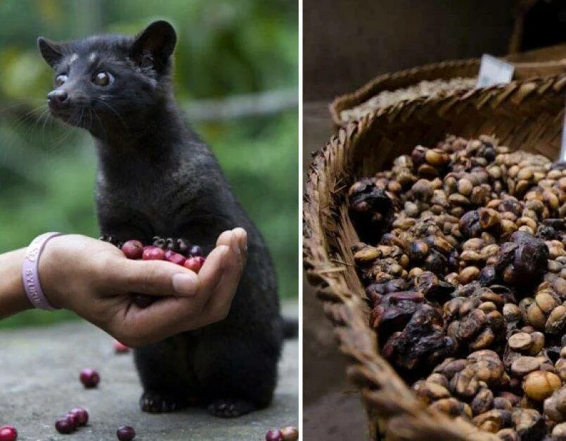 Кошки едят кофейные зерна