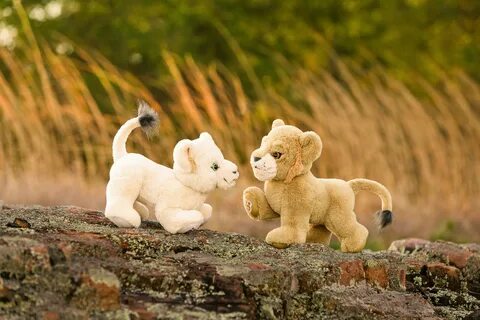 Bears lions
