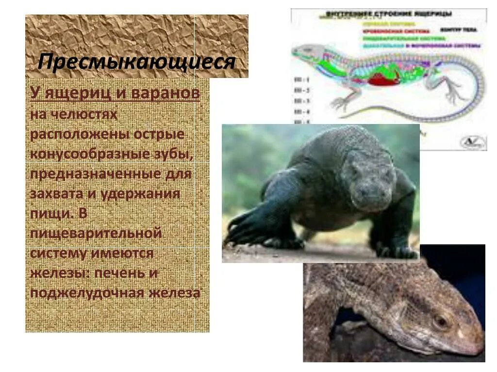 Обмен веществ рептилий. Обменные процессы у пресмыкающихся. Интенсивность обмена веществ у пресмыкающихся. Метаболизм у пресмыкающихся.