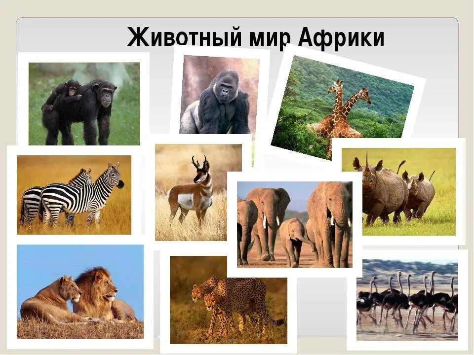 Животные африки 2 класс. Растительный и животный мир Африки. Животные Африки. Животные и растения Африки.