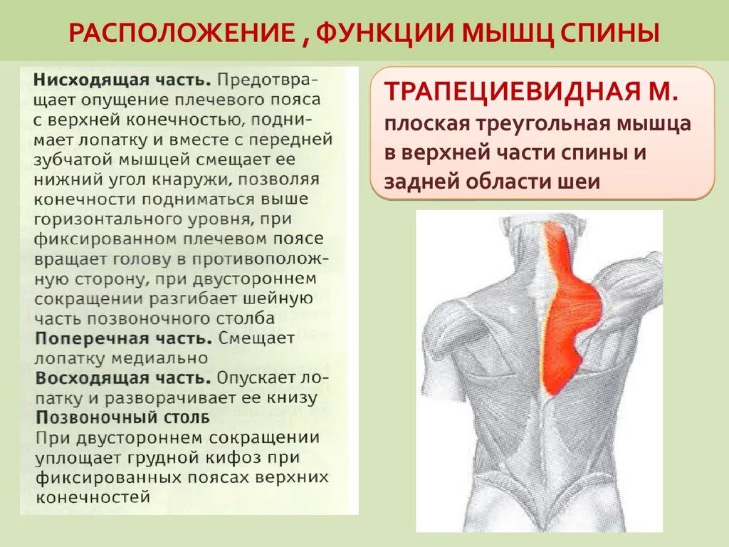 Трапециевидная мышца спины функции. Поверхностные мышцы спины функции. Части поясницы