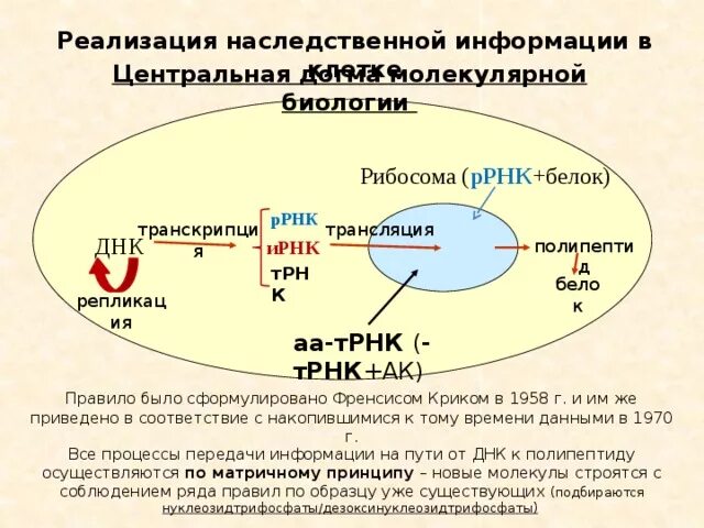 Реализация генетической информации схема. Этапы реализации генетической информации. Роль в реализации наследственной информации