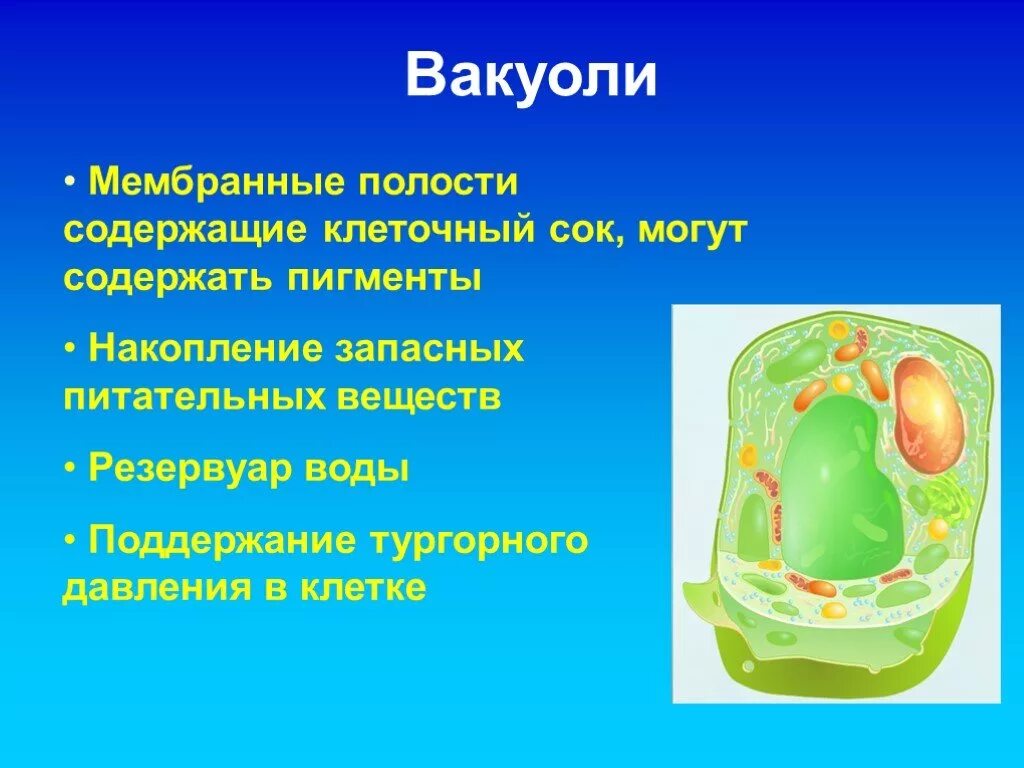 Клеточный сок вакуолей содержит